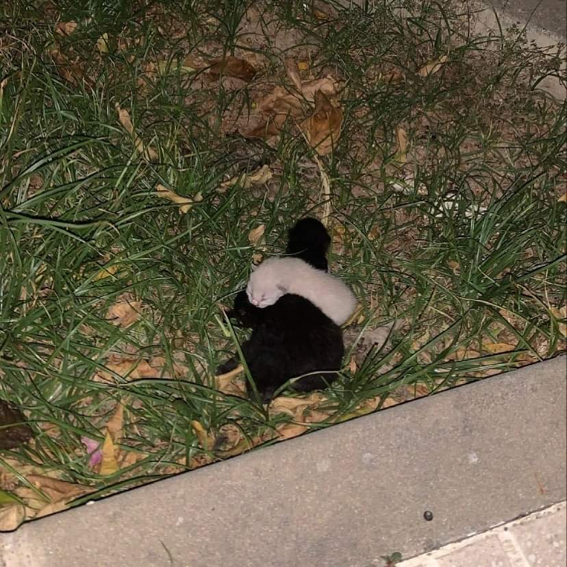 ValientesAsoc's tweet photo. ¡¡URGENTE!! ⚠️⚠️⚠️⚠️⚠️⚠️

Un vecino del pueblo se ha encontrado a estos gatitos metidos en una bolsa al lado de la basura, tendrán dos o tres días, necesitamos alguna casa de acogida o alguien que tenga alguna mama gata para poder sacarlos adelante https://t.co/8VLofazfPT