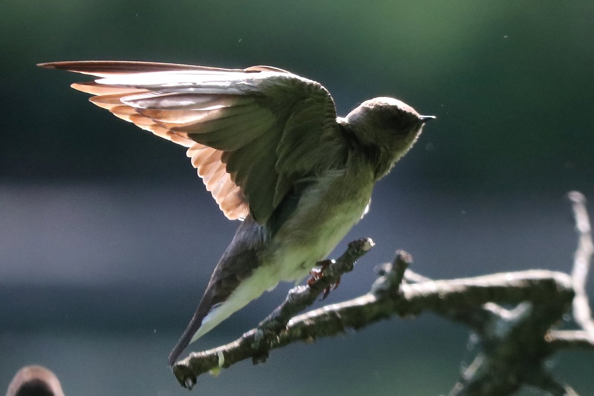 Above96th's tweet photo. A pair of Northern Rough-winged Swallows were doing their warm-up exercises at Central Park's Pool this morning. No surprise--they do a lot of flying! #bridcpp #BirdTwitter https://t.co/K9HG8pnKSN