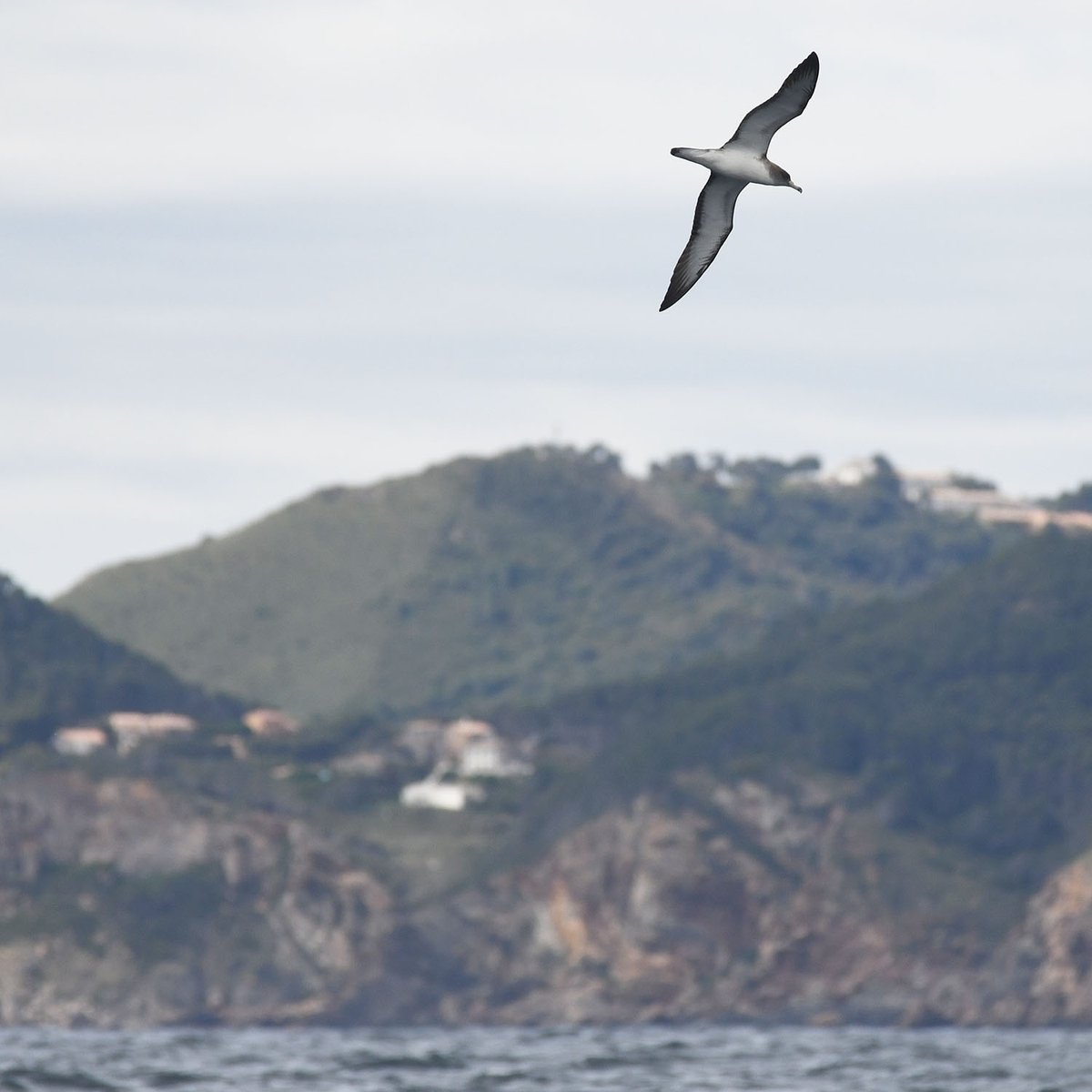 pelagicuscat's tweet photo. Les baldrigues volen arran de mar, però ull quan fa molt de vent que s'aixequen molt, com aquesta cendrosa a Pals, Baix Empordà. En anglès se li diu 'towering' a aquest vol [In heavy wind, Shearwaters such as this Scopoli's can 'tower' while flying] #Calonectris #diomedea https://t.co/MF9lyRP7po