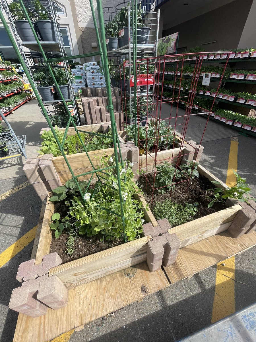 Lowes2449's tweet photo. It’s time to put in your #raisedgarden &amp; we make it easy! Come see the @bonnieplants &amp; @FerryMorseSeeds that are growing in our display. Stay tuned this week for planting tips! #snappeas #carrotsandbeets #radishes #broccoli #spinach #Lowes #garden @JoeMcFarland_ @BoltzBill https://t.co/1UPbTWS3wr