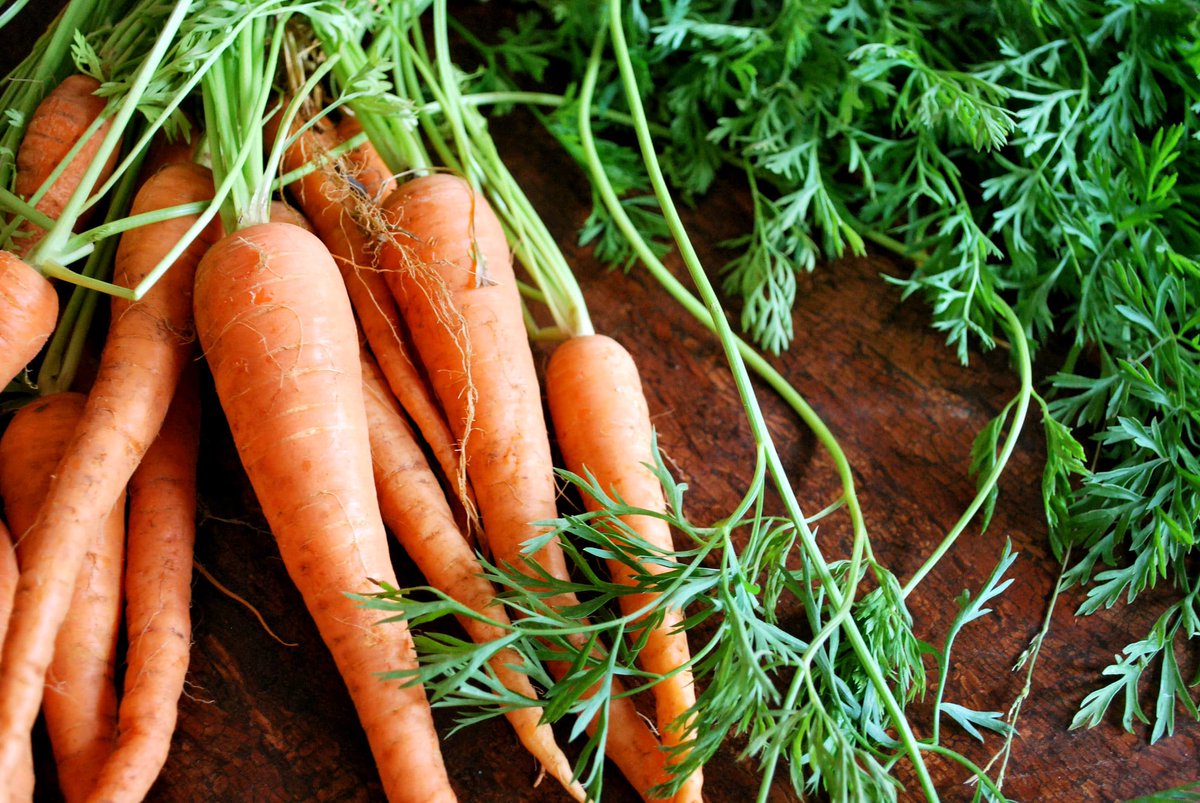krosagro's tweet photo. Les principales bases de la culture des carottes en France

La #culture de la #carotte en France comprend la #plantation, l'entretien et la #récolte. Il y a certaines pratiques que vous devez respecter avec les conditions propres à la France.

https://t.co/JT0vN4dUjY https://t.co/r9oX9lKFS3