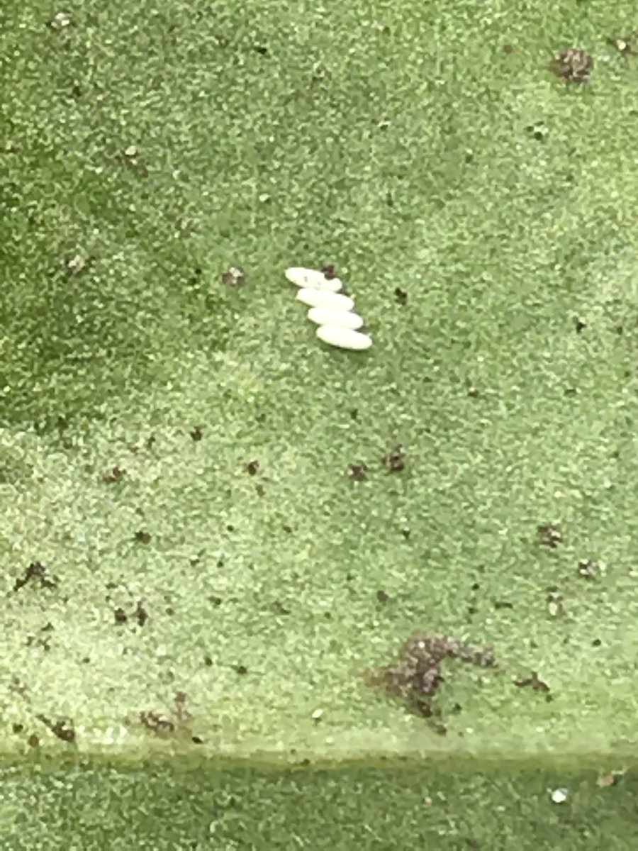 JimScarratt's tweet photo. π€π‘ Apart from these little critters, looking good! @BBRO_Beet @BritishSugar @NFUSugar Plant counts of 84-104 per 20m #reasonble https://t.co/8FjaVWhCvD