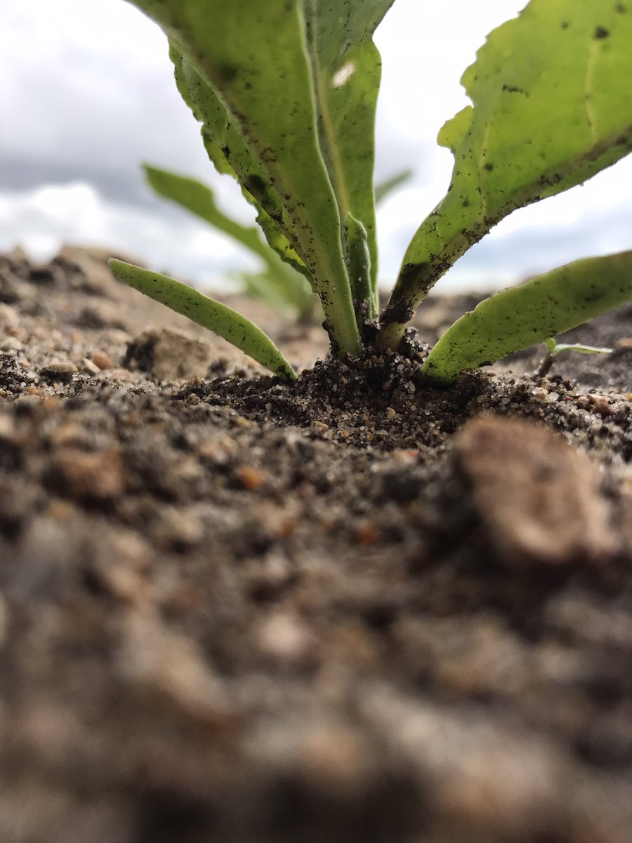 JimScarratt's tweet photo. π€π‘ Apart from these little critters, looking good! @BBRO_Beet @BritishSugar @NFUSugar Plant counts of 84-104 per 20m #reasonble https://t.co/8FjaVWhCvD