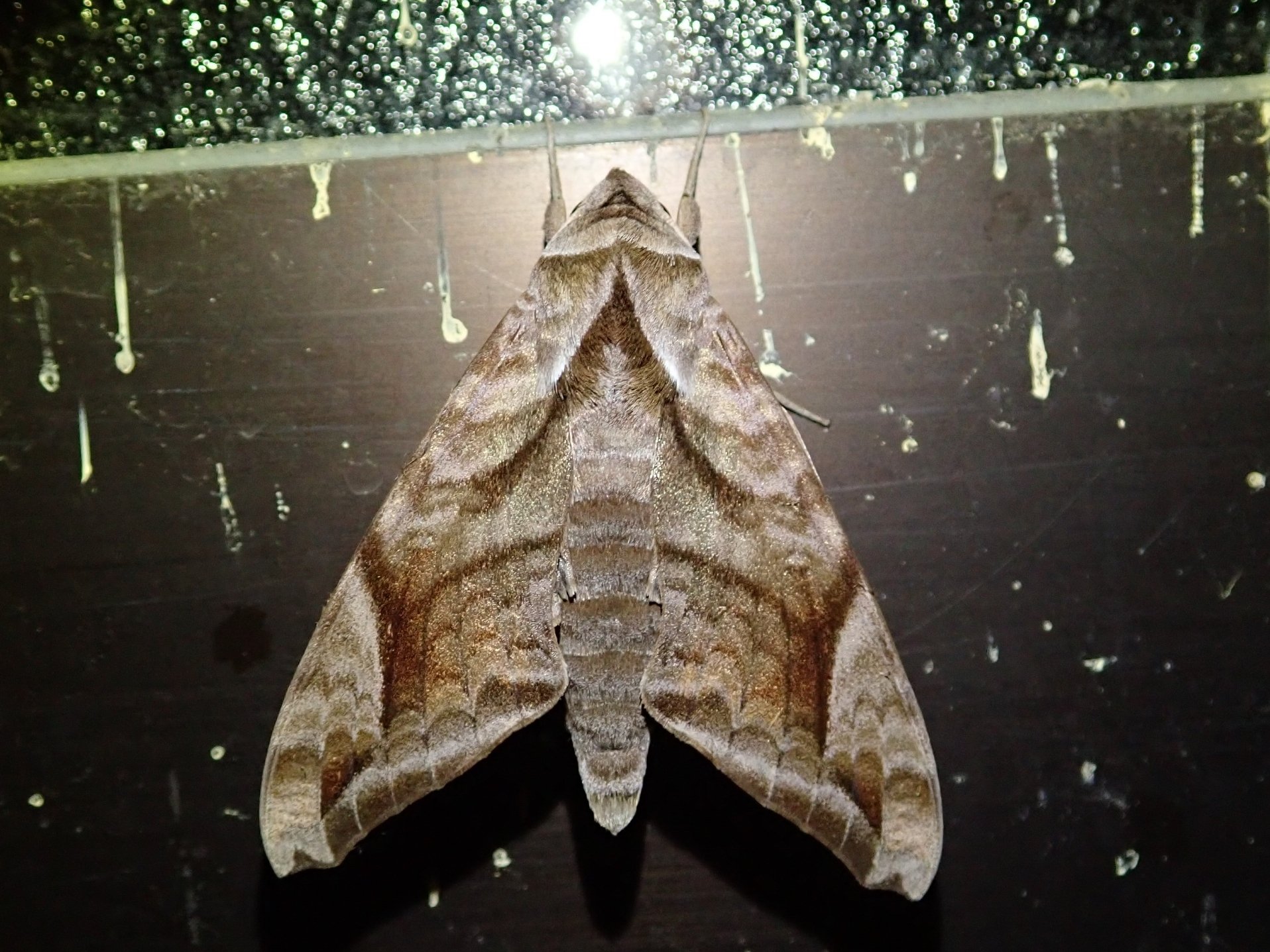 Bergkatze べるくかっつぇ V Twitter ハネナガブドウスズメ Acosmeryx Naga Moore 1858 21 05 21 お久し振り ブドウスズメの方も見付けてみたい 鱗翅 スズメガ科 ハネナガブドウスズメ T Co Sjpawk5o2j Twitter