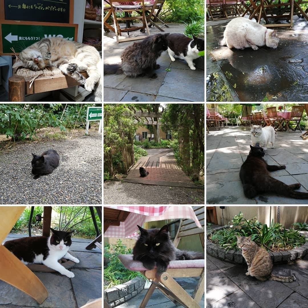 Mao 先週ですが 5月18日 火 に君津のドリプレ ローズガーデンに行ってきました ローズガーデンと猫のスタッフ達を見に行きました 猫スタッフは みんな人懐っこかったです ドリプレローズガーデン 猫