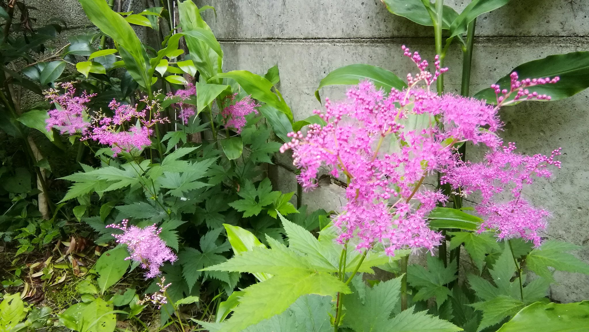 Junji じゅんぢ キョウカノコが咲きました T Co Yf5oh0bdsz Twitter