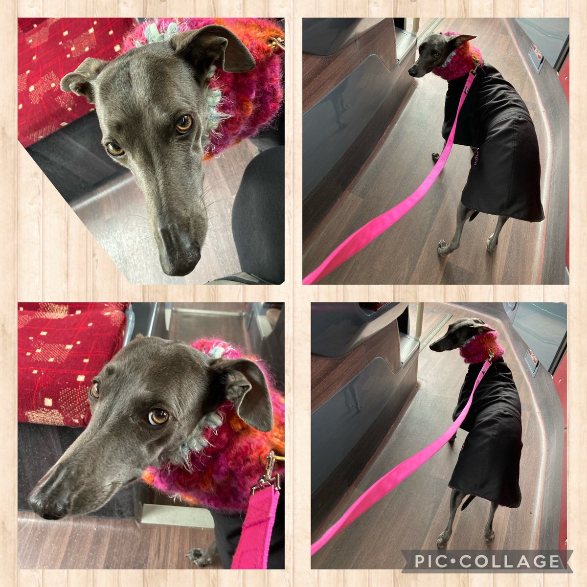 LianneyAndAlba's tweet photo. Bus ๐ hame๐ก since it was raining ๐ง & windy ๐ฌ๐๐ป๐ @on_lothianbuses #dogsonbuses #lothianbuses #bluewhippetalba https://t.co/vyCer8mr8y