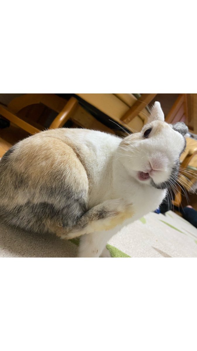 nom1030's tweet photo. ちぇりーくん。
#ぐっすりウサギ数えエントリー https://t.co/dzCchsPm7U