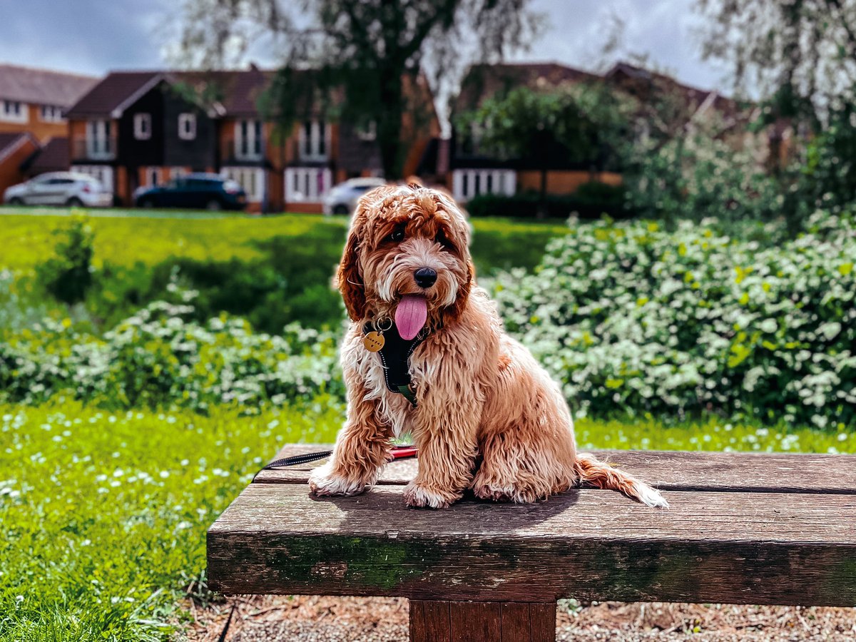 Walked The Doods with wifey <a href="/sonabanjo/">Sinem Bilen-Onabanjo</a> 
Had a ‘friend’ along for the walk 😎 #DogWalk