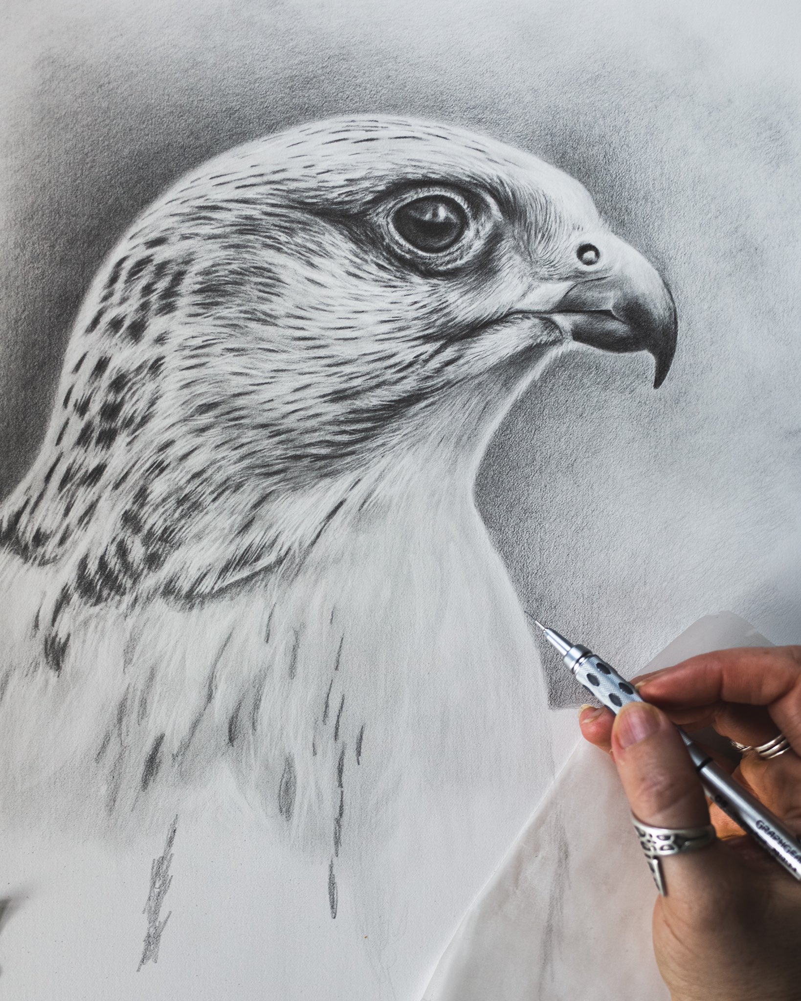 Gyrfalcon Drawing