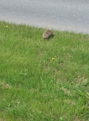 FantasyPoetess's tweet photo. Hedgehog I saw today while on a walk. https://t.co/z1RQiVS944