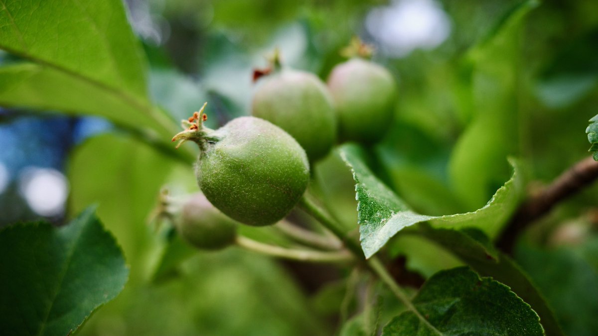 Good morning from the orchard! We have spotted new growth from our apple trees!