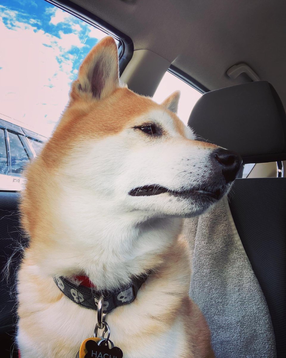 grumpydevil's tweet photo. #mydoge https://t.co/sDZraRaYfF