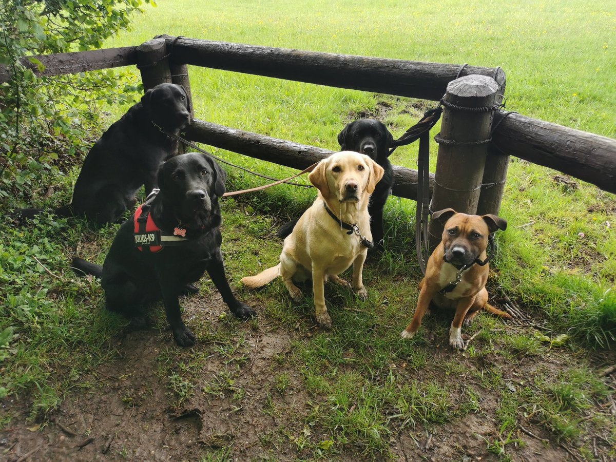 ivorydogwalking's tweet photo. The bros plus Sokkie 🖤🐶🖤 #ivorydogwalking #dogwalking #dog #labrador #labradorretriever #staffordshirebullterrier #staffy https://t.co/mIPsN741ur