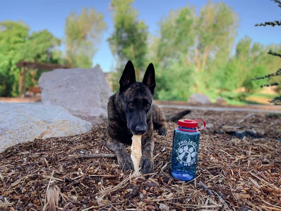 ProjectK9Hero's tweet photo. @ProjectK9Hero Water Bottles by @Auth_American and @Nalgene! Support our retired Military Working Dogs and Police K-9 Heroes, like “Lex” here, and order one today at:
https://t.co/7dNqZQAFV4 #nalgene #k9heroawards #projectk9hero #k9heroact #nalgene #authenticallyamerican https://t.co/yyX1nzCOC7