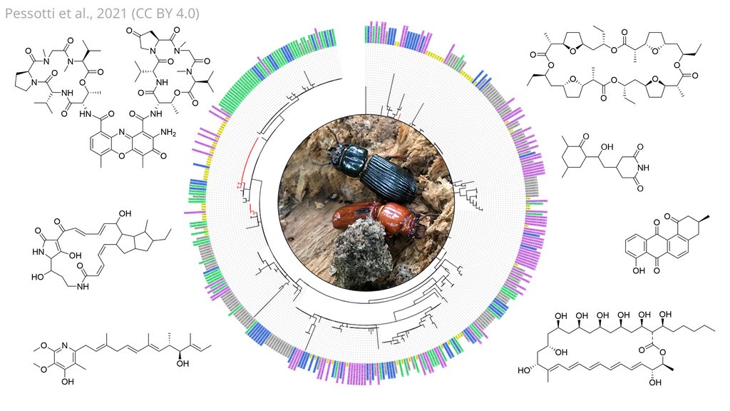 Beetles across North America may be protecting their nests against fungal invasion with streptomycetes bacteria in their poo elifesciences.org/articles/65091…