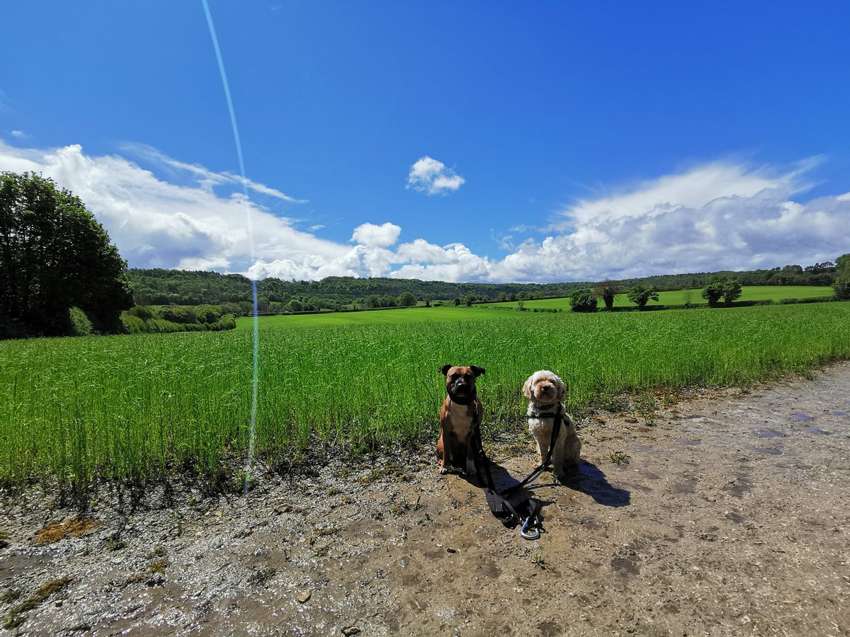 ivorydogwalking's tweet photo. Blue sky, sunshine pups 🖤🐶🖤 #ivorydogwalking #dogwalking #dog #cavapoo #staffy #staffordshirebullterrier https://t.co/dZED7mISOd