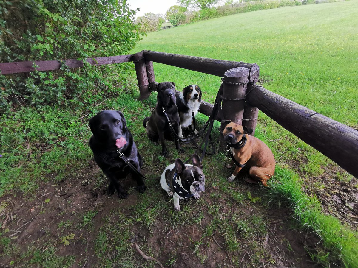 ivorydogwalking's tweet photo. Damp stroll 🖤🐶🖤 #ivorydogwalking #dogwalking #dog #frenchbulldog #frenchie #sharpei #collie #colliecross #labrador #labradorretriever #staffordshirebullterrier #staffy https://t.co/n8l4V9E3Tl