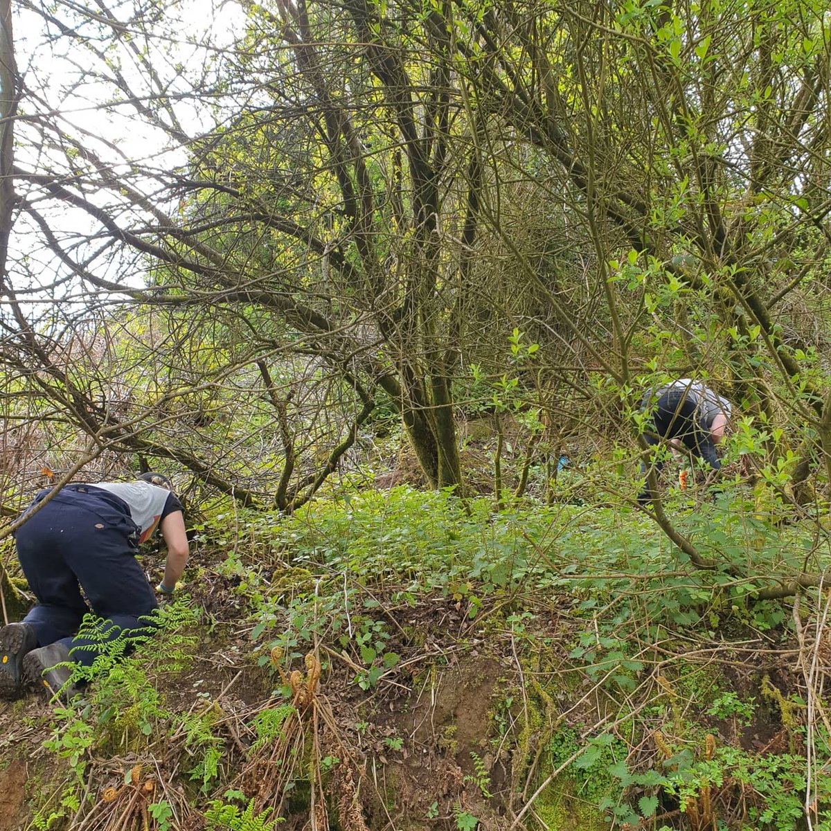 It's #InvasiveSpeciesWeek & our volunteers are set to tackle himalayan balsam this Saturday- will you join us? We have other fun outdoor workshops planned on the same day👇 facebook.com/81501596853525… #nature #HeritageIsOpen #outdoors #volunteer