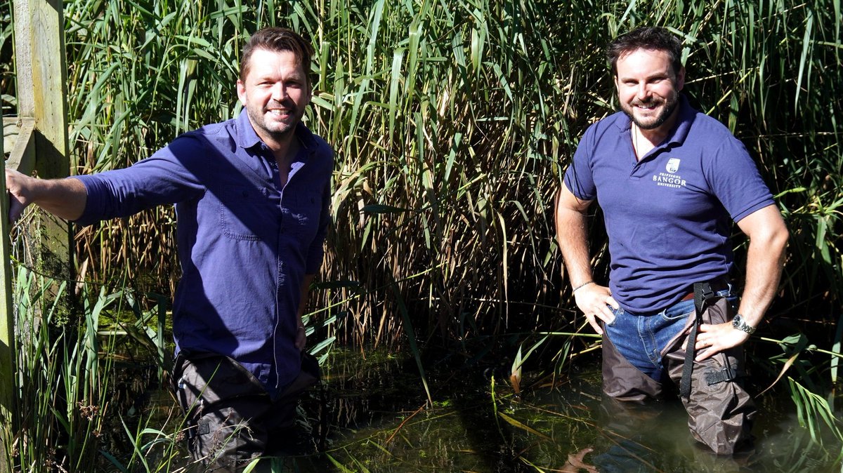 christiandunn's tweet photo. On tonight's @Channel4 @FoodUnwrappedTV I chat with @jimmysfarm about some of our research at @BangorUni looking at using #wetlands to remove #microplastics.

All whilst being uncomfortably-deep in a reedbed... https://t.co/PgyWB1v4UB