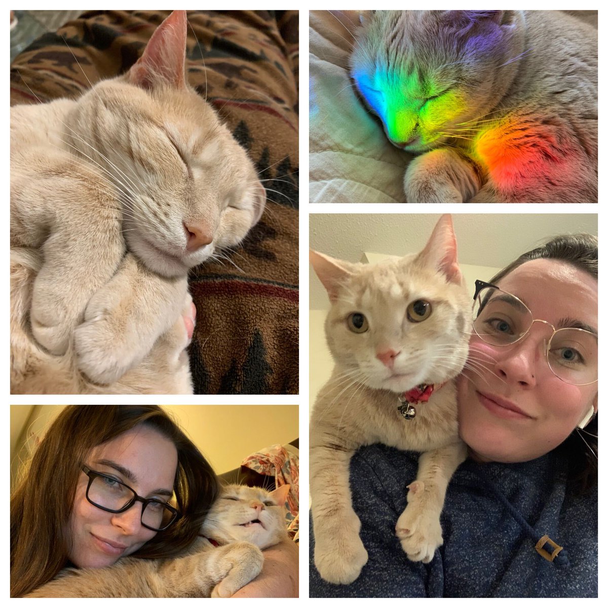 rebeccajmarsha's tweet photo. In case she makes an appearance today at #SDPconvening, I'd like to introduce you to Seraph! She is a spoiled baby who loves naps, cuddles, and selfies. #PetsofSDP https://t.co/AA8mHGNqvR