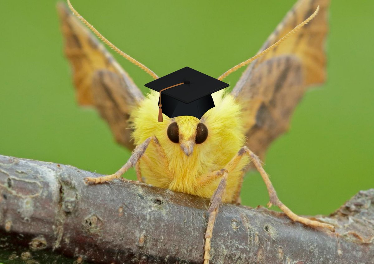 savebutterflies's tweet photo. Signed up for University Moth Challenge?!

This year has a new category for most inventive team name! Inspired by past entries including the 'Elephant York-moths' and 'Expect Mothing'.

👉 https://t.co/e9a1yXPCPw

Photo: Canary-Shouldered Thorn by Iain H Leach https://t.co/Ojy29UXL4z