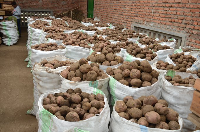 jcniyomugabo's tweet photo. Irish potato is one of the most important crops in #Rwanda.
It is one of the government's six priority crops falling under the #Crop Intensification Program (CIP). #Rwanda is the #6th largest producer of #potatoes in the region.

How can we increase the yields per hectares? https://t.co/0wfU52tAAK