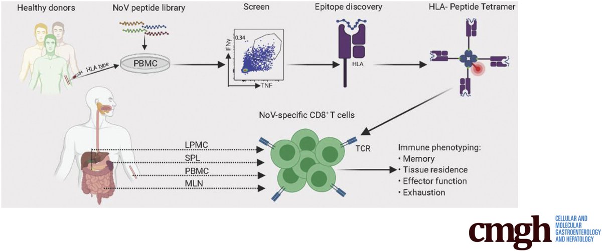 CMGH (@aga_cmgh) on Twitter photo Defining norovirus HLA epitopes enables tracking of virus-specific CD8+ T cells in human tissues <a href="/Ajinkya21987/">Ajinkya Pattekar</a> ow.ly/6G1J50EQqiG Defining norovirus HLA epitopes enables tracking of virus-specific CD8+ T cells in human tissues <a href="/Ajinkya21987/">Ajinkya Pattekar</a> ow.ly/6G1J50EQqiG