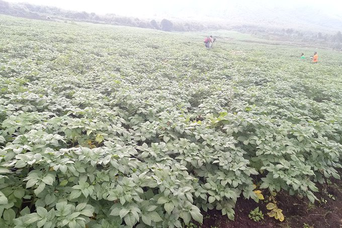 jcniyomugabo's tweet photo. Irish potato is one of the most important crops in #Rwanda.
It is one of the government's six priority crops falling under the #Crop Intensification Program (CIP). #Rwanda is the #6th largest producer of #potatoes in the region.

How can we increase the yields per hectares? https://t.co/0wfU52tAAK