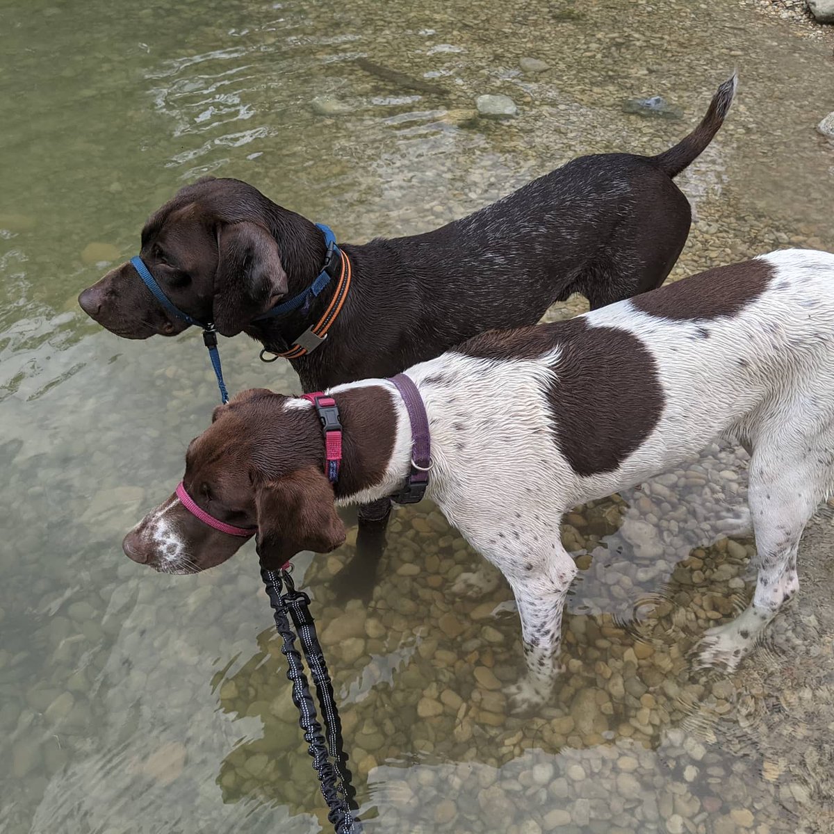 j_shopoff's tweet photo. I am super excited about kicking off SDP Convening today!  Leo and Penny, on the other hand, just want an endless weekend so they can spend every day at the river. 🐾🐾 #PetsofSDP #SDPConvening https://t.co/L9yU9Snqjp