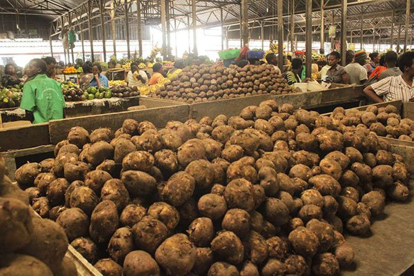jcniyomugabo's tweet photo. Irish potato is one of the most important crops in #Rwanda.
It is one of the government's six priority crops falling under the #Crop Intensification Program (CIP). #Rwanda is the #6th largest producer of #potatoes in the region.

How can we increase the yields per hectares? https://t.co/0wfU52tAAK