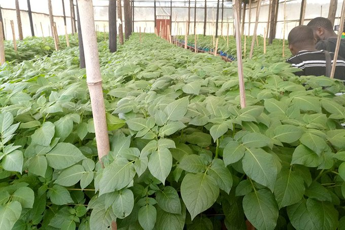 jcniyomugabo's tweet photo. Irish potato is one of the most important crops in #Rwanda.
It is one of the government's six priority crops falling under the #Crop Intensification Program (CIP). #Rwanda is the #6th largest producer of #potatoes in the region.

How can we increase the yields per hectares? https://t.co/0wfU52tAAK