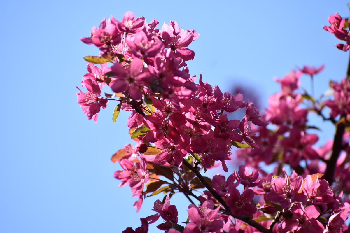 lynnsbeagle's tweet photo. Backyard beauty! https://t.co/RnMRS2dtCw