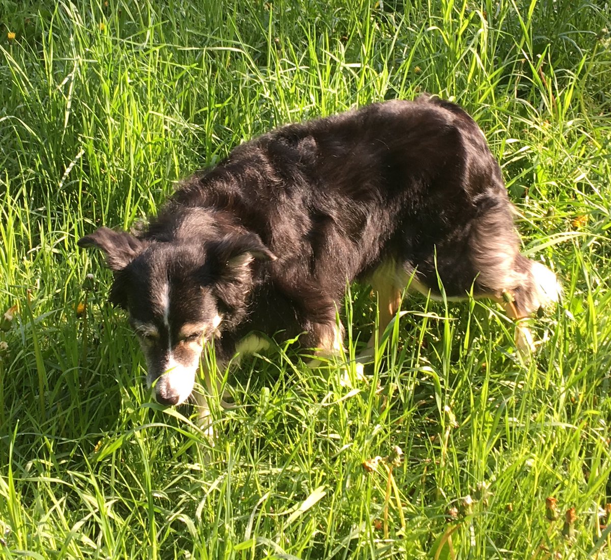 JohnssonKatie's tweet photo. Today I told mum to stop doing housework and go on adventures with me! It was fun and we met a lovely family 🦢I was a little scared though, but a very good girl! Sugar 🐾🧡🐾 #nobarking #nochasing https://t.co/gwlEomutF4