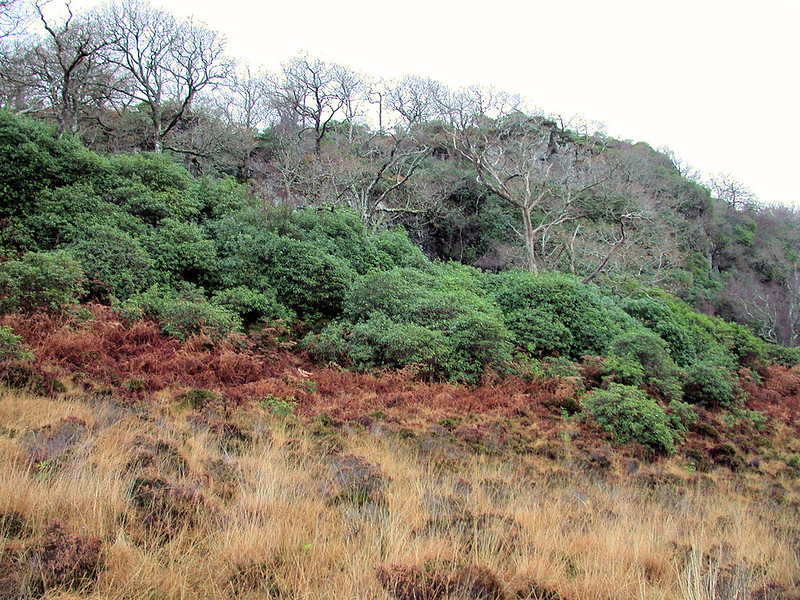 On day 1 of #INNSweek we want everyone to know Rhododendron ponticum is one of the greatest threats to #Scotlandsrainforest. 40% of our remaining rainforest sites in Scotland are being choked by this invasive shrub. Read on to find out why. Please DO NOT plant it!