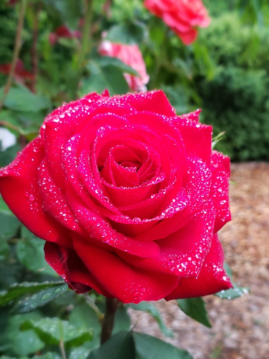 Good Morning, World 🥰
#ROSE #roses #roselover #flower #flowerpower #flowerlover #Flowers #monday #MondayVibes #inspire #Inspiration #beauty #calm #zen