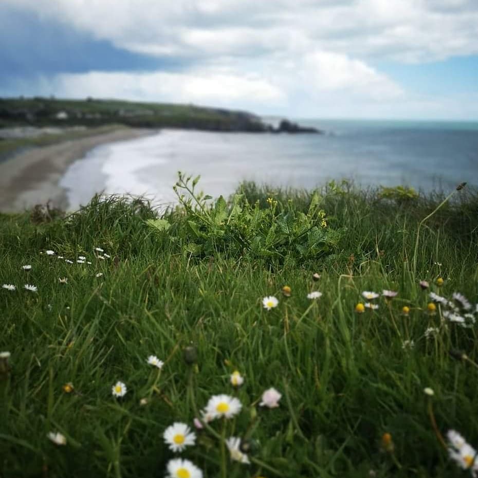 Out rambling the Copper Coast 🌀 #waterford #coppercoast #ireland #irelandsancienteast #travel #tourism #discoverireland #failteireland #tripadvisor #loveireland #nature