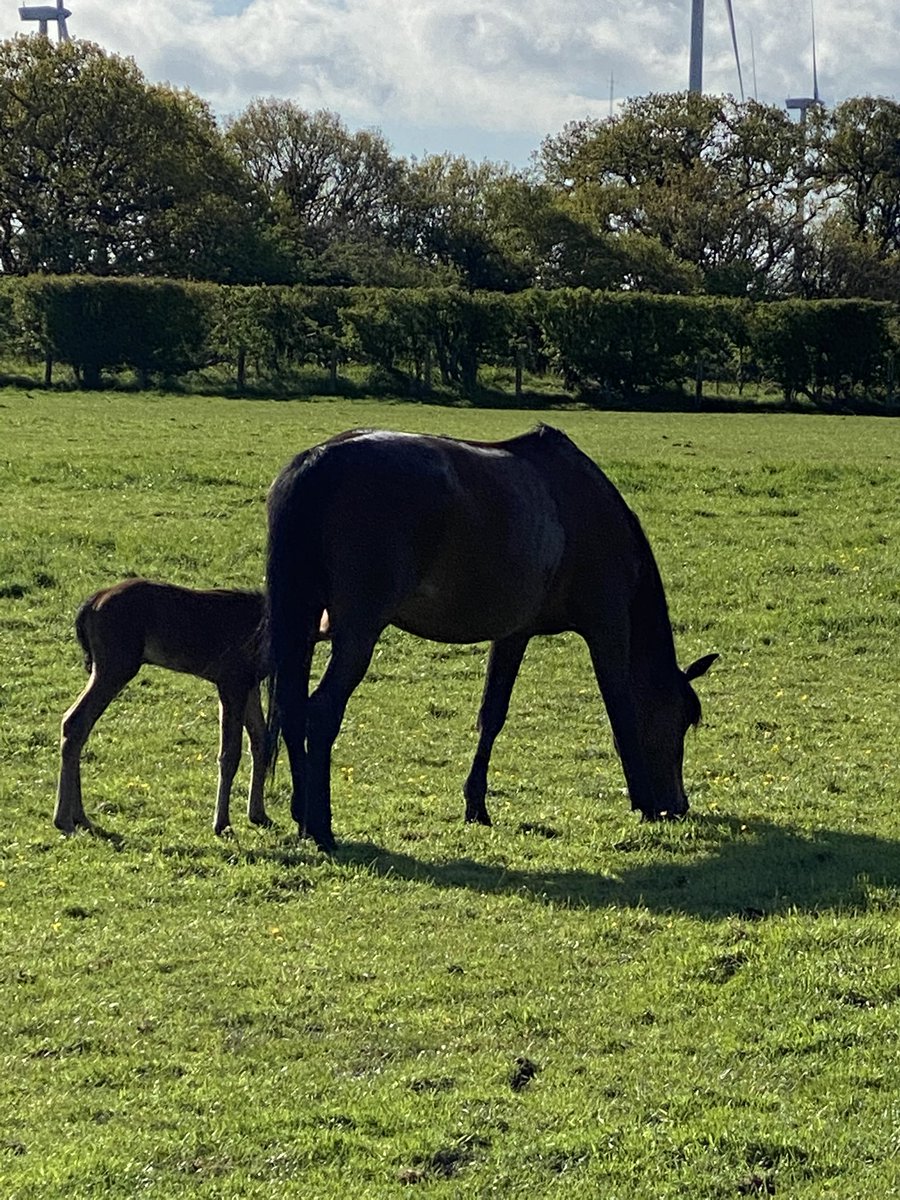 SpanielsSuper's tweet photo. Mum was a bit sad & reflective this morning as itβs two years today since we lost Brogie. This little beauty cheered her up though! Born in the last few hours! Itβs proud mum had it over by the fence as if to show off to visitors. Mum got out to admire #PreciousNewLife #NewFoal https://t.co/p7UcUe2mBw