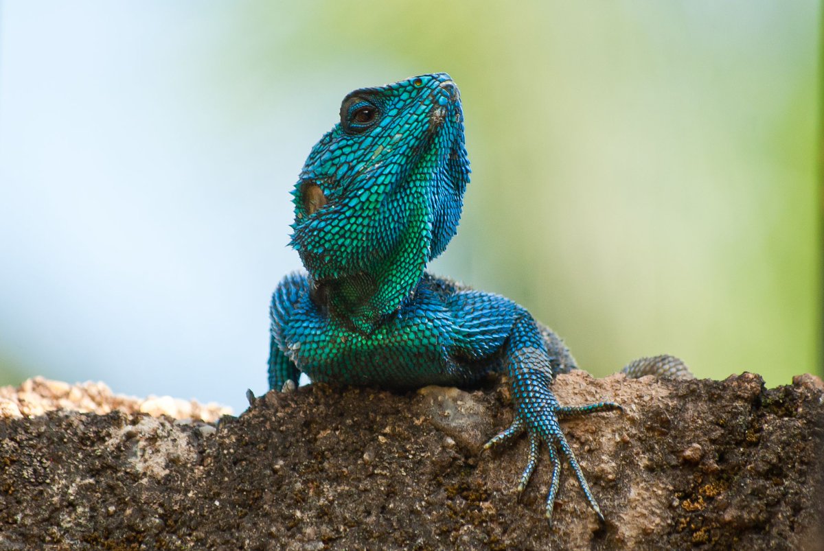 Nous déplorons les tristes conséquences de l'éruption du #Nyiragongo avec dégâts humains & matériels.
D'autre part nous admirons l'abondante & riche #biodiversite de @gorillacd y compris les volcans.
De cœur avec les habitants de #Goma
#BiodiversityDay2021 
#UnitedforBiodiversity