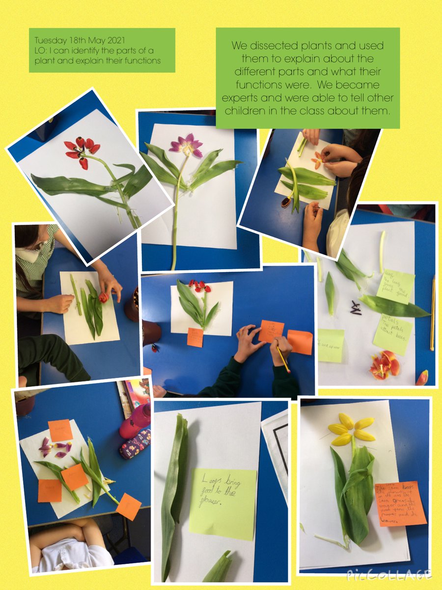 ChameleonsClass's tweet photo. Year 2's plants topic had an exciting start, disecting plants.  The children became experts at identifying the parts of a plant and explaining their functions. https://t.co/p6rkKHDwJ2