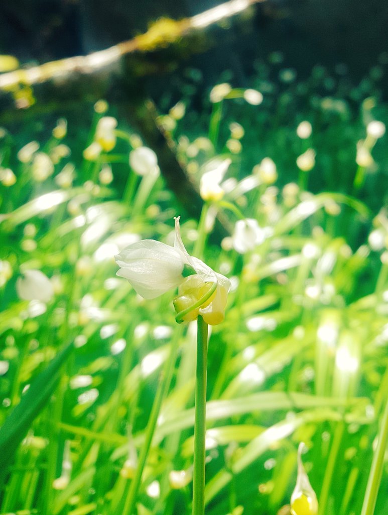Delighted to get back at it...Just posted some June dates, register over on the website and we'll be in touch.....#wicklow #wildfood #nádúr #superfresh