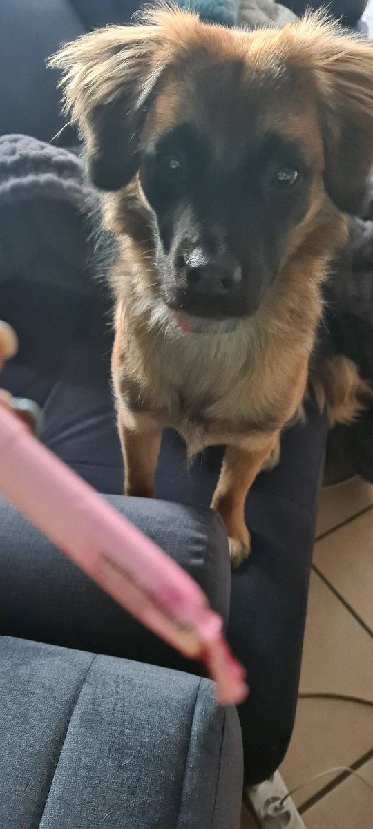 PearlPillay's tweet photo. If anyone would like a dog, I'm selling this one.
Proceeds will go to @swiitchbeauty since they apparently make tasty lipstick. 😭 https://t.co/Zvts5yeo0n