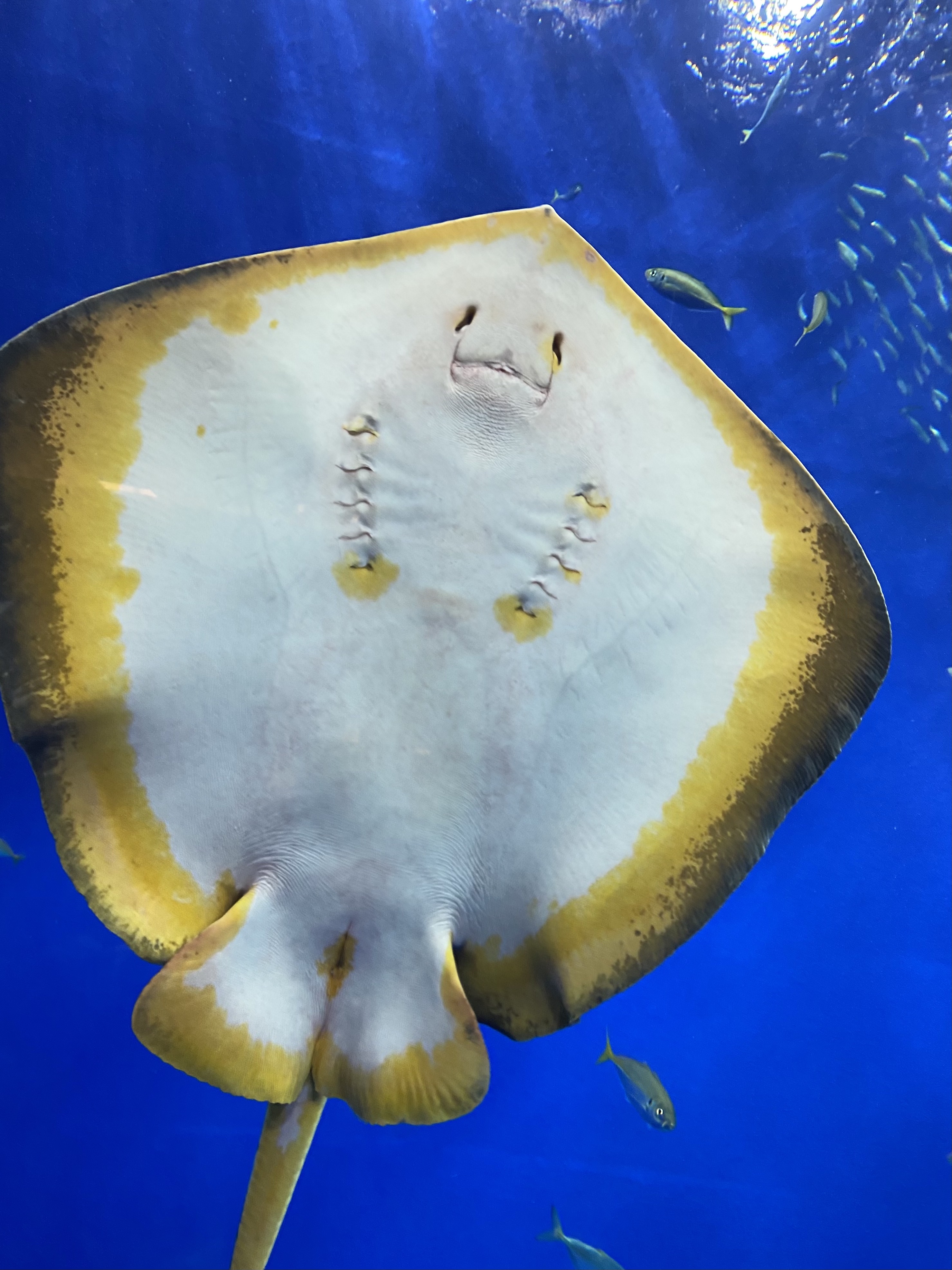 海と日本プロジェクト In 高知県 エイの裏側を見たことはありますか こちらは 足摺海洋館 Satoumi で見た アカエイ さん 口の上の２つの穴 鼻孔 がつぶらな目に見えて ニンマリしているように見えます なんだかとっても癒やされるのは 私だけ