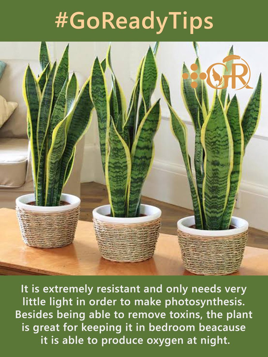 GoReadyServices's tweet photo. GoReady Services Tips
#GoReadyTips 

#GoReadyServices #GoReady #Lucknow #Raebareli #Delhi #Noida #Ghaziabad #India #GreenPlant #indoorplants #lockdown #mondaythoughts #MondayMotivaton
#stayhealthy #Trending #Oxygen https://t.co/EvbSrmfm2v