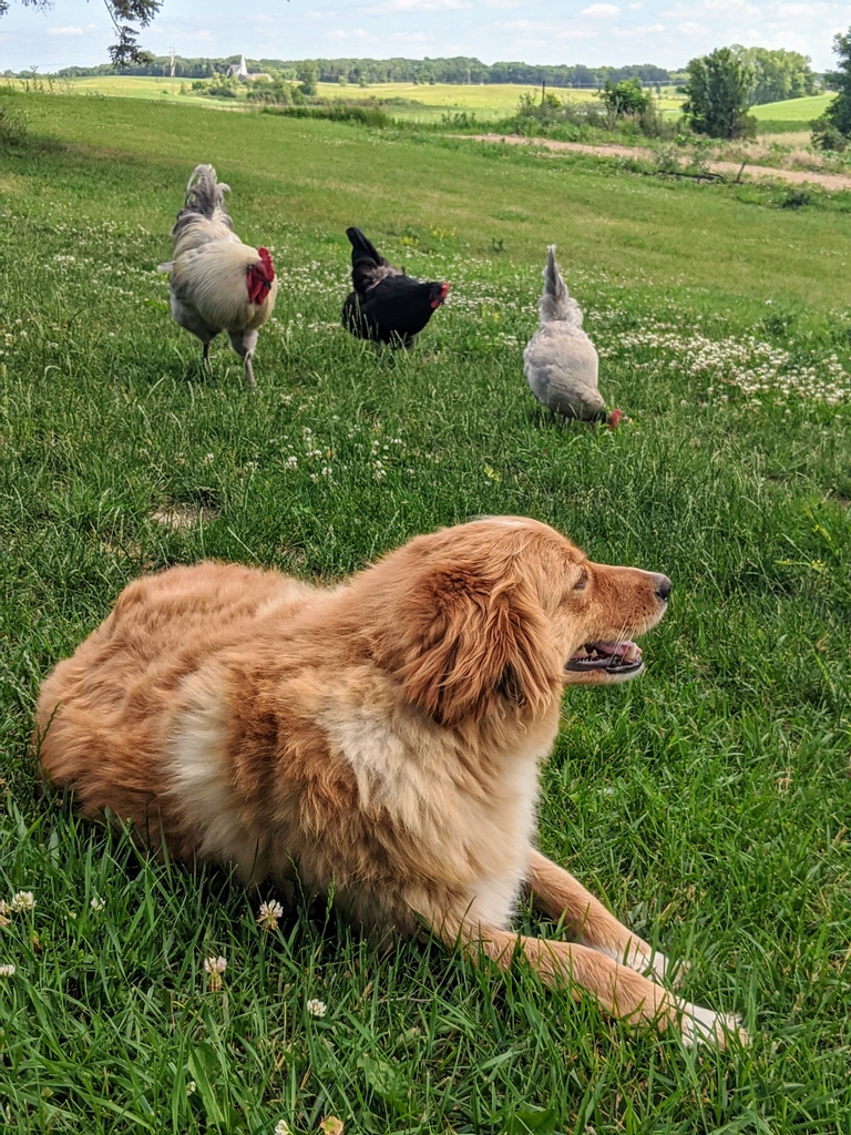 mile_four's tweet photo. Smokey & the Bandits ✌️
#backyardbirds #farmer #babybirds #birdsofinsta #birds #backyardpoultry #poultry #chickens #animalsinfluence #animals #raisinganimals #nature #babybird #birb #birbs #turkey #farmlife #countryliving #countrylife https://t.co/TzoIfa7XpO