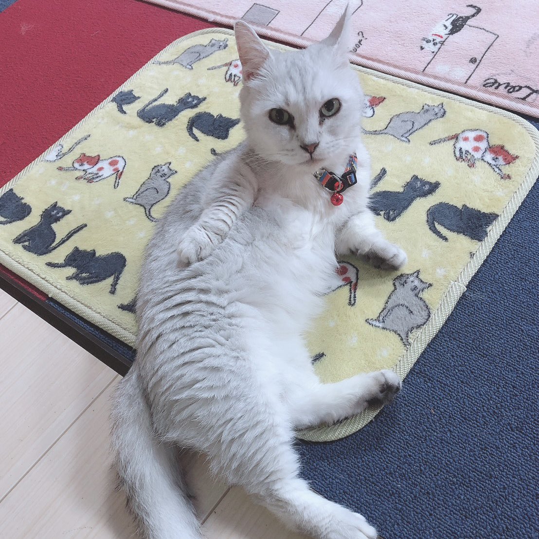 UuunPy's tweet photo. 猫Cafe最高すぎた🐱🤍
推しはﾗﾗちゃん૮ .  ̫ . ა https://t.co/AJzvqXpNfx