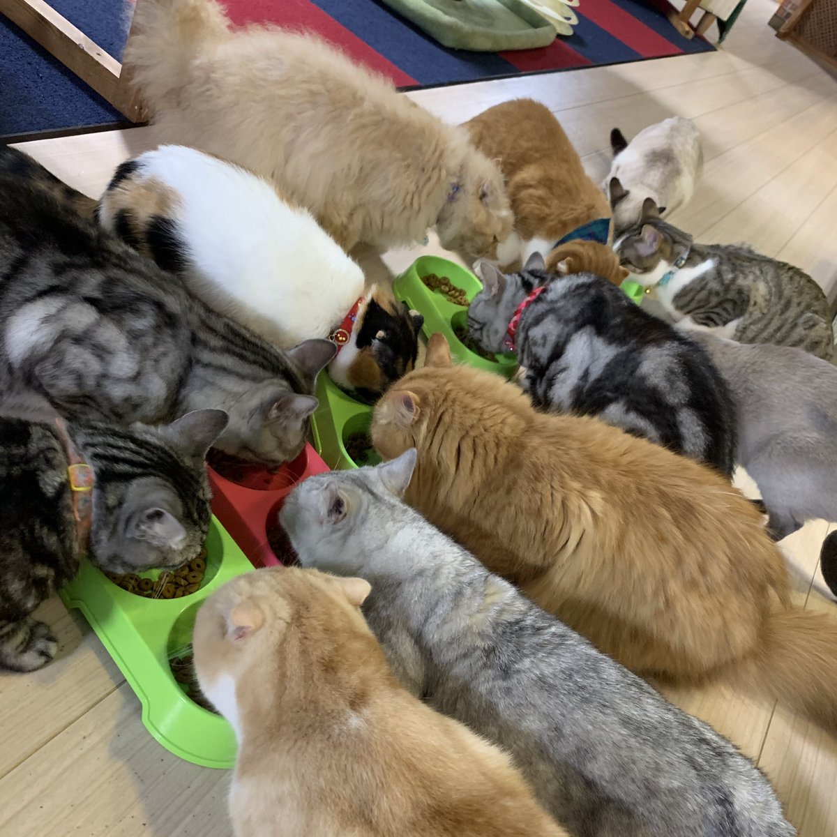 UuunPy's tweet photo. 猫Cafe最高すぎた🐱🤍
推しはﾗﾗちゃん૮ .  ̫ . ა https://t.co/AJzvqXpNfx