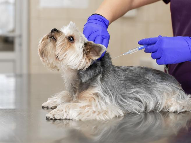 Farmaci umani per gli animali, il decreto diventa legge. I dubbi dei veterinari: «Tropp... csera.it/b23aeaf4au