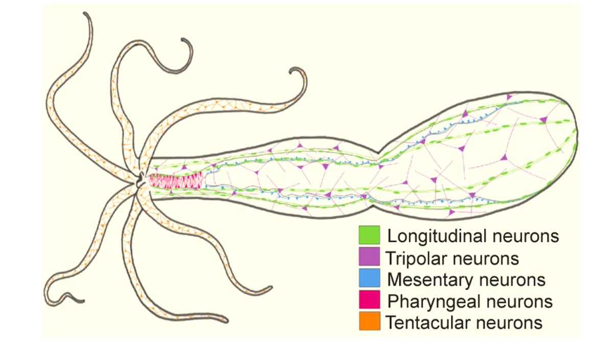 New #openaccess #research from Michael Layden and colleagues shows that the #nerve net of #Nematostella scales with changes in body size, and different #neuron subtypes have distinct responses to #regeneration. bit.ly/2RF2B7r #Neurogenesis