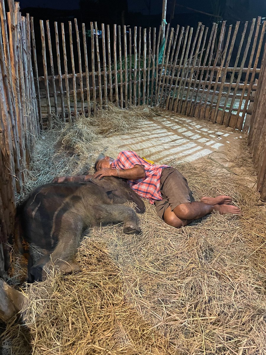 PringAF5's tweet photo. นี่คือภาพส่วนหนึ่ง ที่ทางสมาพันธ์ช้างไทยส่งถึงทีมงานแสนสิริในคืนนี้ 🐘🐘🐘
ถึงจะเป็นกระบอกเสียงได้ไม่มาก แต่หากมีใครผ่านมาเห็นโพสต์นี้ อยากขอช่วยกันคนละนิดเพื่อต่อชีวิตพี่ช้างน้องช้างกันนะคะ 🤍
#SaveTheElephants #เพราะเราห่วงใย #MadeForBetter https://t.co/Aw0XM681fl